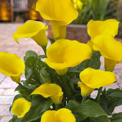 Image de Bulbes de callas, résistants au froid, vivaces - Zantedeschia Yellow Passion (jaune) - 5 gros bulbes de fleurs - Vraies plantes provenant des Pays-Bas - pour jardin et pots (pas de graines, pas de produit artificiel)