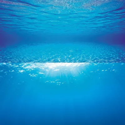 Produktbild von Juwel Aquarium - Poster 2 L - passend für Aquarien 80 x 50 cm bis 100 x 50 cm