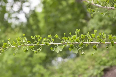 Produktbild von Ginkgo biloba 'Tubifolia', Fächerblattbaum, 40–60 cm