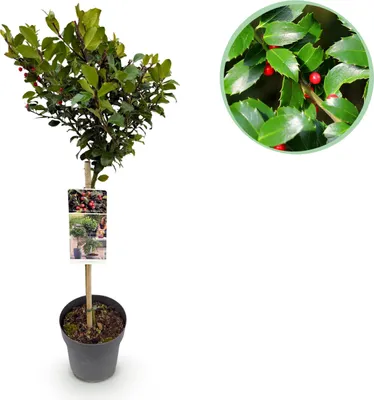 Produktbild von GreenboutiQ - Gartenpflanze - Ilex meserveae Blue Maid - Stamm-Pflanze - Terrassenpflanze - Laubabwerfend - Wenig Pflege - Topf 19cm Höhe 90cm