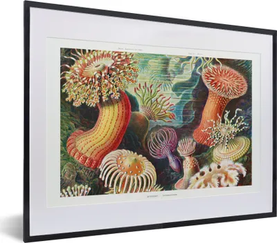 Produktbild von MuchoWow® Gerahmtes Poster Ernst Haeckel - Anemone - Retro - Natur - Pflanzen 40x30 cm - Poster mit Schwarzem Bilderrahmen Wandposter Rahmen Foto Bilder - Bilderrahmen - Poster im Rahmen