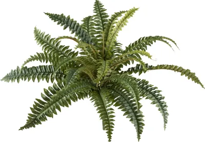 Produktbild von GASPER Schwertfarn Boston-Nephrolepis Grün Ø 60 cm - Kunstpflanzen