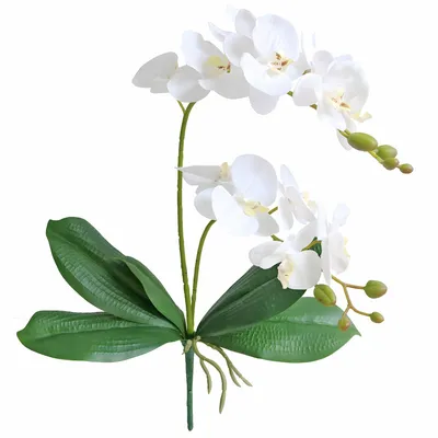 Produktbild von Elyjhyy Jasming Künstliche Phaleanopsis Blumen Gefälschte Orchideen Blätter Zwei