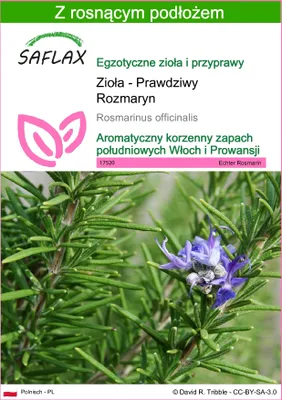 Zdjęcie produktu dla SAFLAX - Zioła - Prawdziwy Rozmaryn - 100 Nasiona - Z podłożem uprawowym wolnym od zarazków - Rosmarinus officinalis