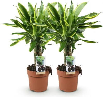 Zdjęcie produktu dla Dracaena fragrans Golden Coast – dwa łatwe w pielęgnacji drzewka smocze, wysokość 17 cm, wysokość 50–55 cm