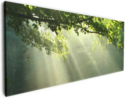 Produktbild von Wallario Premium Leinwandbild Sonnenstrahlen im Wald in Größe 50 x 125 cm