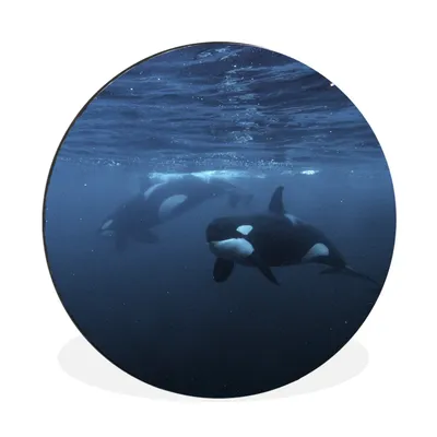 Produktbild von MuchoWow® Aluminium Wandkreis Orcas unter Wasser Ø 90 cm Wanddeko Modern Wohnzimmer - Mauerkreis - Wandbilder - Runde Bild - Bild aus Aluminium - Schlafzimmer - Wohnzimmerdekoration - Wand Dekoration