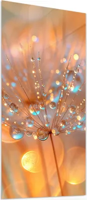 Produktbild von Glasbild 50x100cm in XXL für Wohnzimmer, Schlafzimmer Motiv Pusteblumen Tropfen