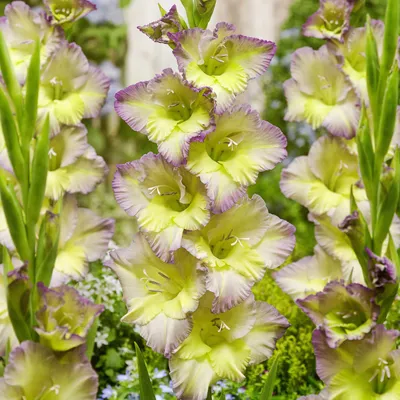 Obrázok produktu pre Gladiolus Moonlight Shadow 5 ks cibúľ gladiol