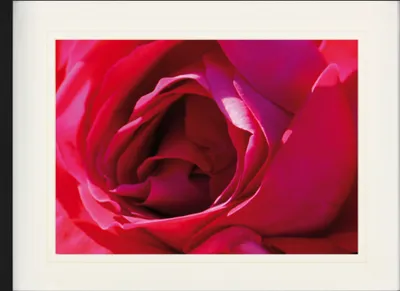 Produktbild von Rosen Gerahmtes Bild Mit Edlem Passepartout | Wand-Bilder | Im Bilderrahmen - Eine Rose Ist Eine Rose (60 x 80 cm)
