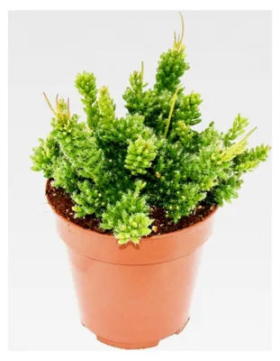 Produktbild von Rhipsalis mesembryanthemoides - Korallenkaktus - im 12 cm Topf