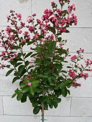 Produktbild von Hochstamm Chinesische Kräuselmyrte Berlingot Menthe - Lagerstroemia indica Berlingot Menthe