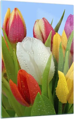 Produktbild von Bilder auf glas - Einteilig - Tulpen Blumenstrauß Blumen Tau - 50x70cm - Glasbilder - Wandbilder - Bilder - Wanddekoration aus Glas - Glas Bilder - Wandbild auf Glas - GPA50x70-2526
