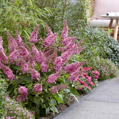 Produktbild von Green boutiQ - Gartenpflanze - Buddleja davidii Butterfly Candy Little Pink - Schmetterlingsstrauch - Kompakt - Rosa - 3 Pflanzen - Topf 12cm - Höhe 20-25cm