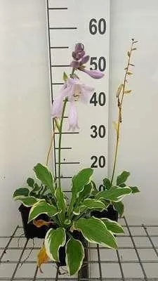 Zdjęcie produktu dla 6 x Hosta hybr. 'Golden Tiara' - Hosta - Doniczka 9 x 9 cm