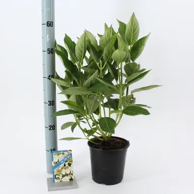 Immagine prodotto di Hydrangea macr. 'Libelle' (Teller White) - Ortensia | 20-25 cm in vaso