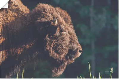 Produktbild von ARTland Poster Bison Meditation Größe: 60x40 cm