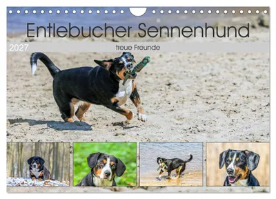 Produktbild von Entlebucher Sennenhund - treue Freunde (Wandkalender 2027 DIN A4 quer), CALVENDO Monatskalender