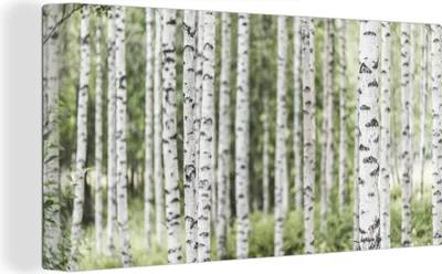 Produktbild von MuchoWow® - Leinwandbilder - Ein ausgewachsener Birkenwald mit Baumstämmen, Wandbild, Wanddeko Bilder Wohnzimmer, 80x40cm