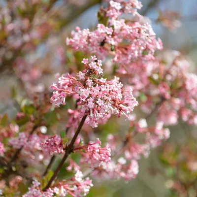 Produktbild von Winterschneeball Viburnum bodnantense 'Dawn' im 5 Liter Topf 60-80 cm