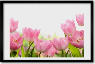 Produktbild von Bild 60x40 MDF-Rahmen, Wandkunst rosa Tulpen