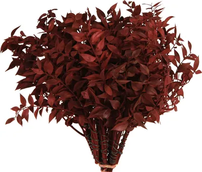 Produktbild von Ruscus Rot am Draht Dekozweige getrocknet 20cm - Bastelbedarf für Herbst & Weihnachten