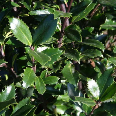 Immagine prodotto di 2 x  Agrifoglio  - Ilex meserveae 'Heckenpracht'  | 40-60 cm in vaso