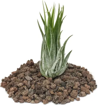 Produktbild von Tillandsia scarposa - lose Pflanze