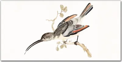 Produktbild von Coloray Bild aus Leinwand 120x60 Leinwand Dekoration - Tier Vogel Zweig