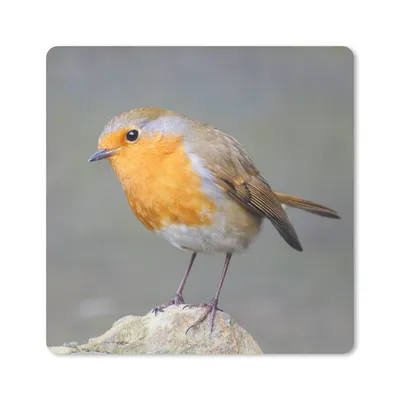 Produktbild von MuchoWow® Mauspad Mousepad Vogel - Rotkehlchen - Felsen 20x20 cm - Mousepads - Maus Mat - Pad - Mausunterlage - Desk Mat - Bureauartikeln