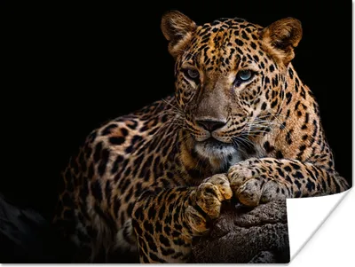 Produktbild von MuchoWow® Poster Wildtiere - Panther - Porträt - Schwarz - Tiere 120x90 cm - Wandbild