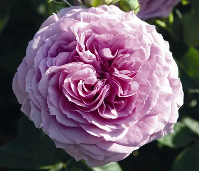 Produktbild von Dehner Rose Zwergrose Lavender Ice®, Züchter Tantau, lavendel-farbene Blüten, gefüllt und duftend, 15-30 cm, Topfware