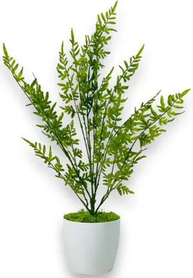 Produktbild von Topfblume - Farn, grüner Topffarn 75 cm
