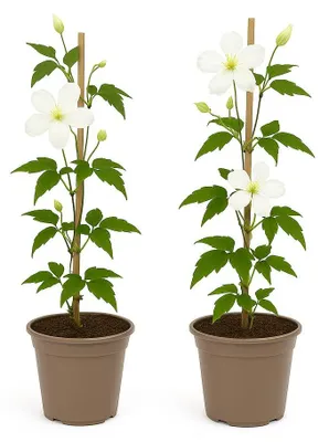 Zdjęcie produktu dla Egzotyczne serce – Rośliny pnące – Clematis montana Grandiflora – Biała – Zestaw 2 szt. – Doniczka 11 cm