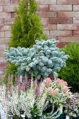 Produktbild von Edeltanne Wiesmoornixe 20-25 cm, im Topf - Abies procera, immergrün