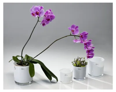 Produktbild von Glasübertopf transparent D.14X14H.