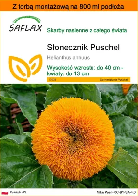 Zdjęcie produktu dla SAFLAX - Garden in the bag - Słonecznik Puschel - 40 Nasiona - Z podłożem uprawowym w praktycznej, samorozkładającej się torbie - Helianthus annuus