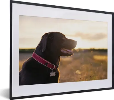 Produktbild von MuchoWow® MuchoWow® Gerahmtes Poster Ein Labrador Retriever bei Sonnenuntergang 40x30 cm - Poster mit zchwarzem Bilderrahmen - Bilderrahmen - Poster im Rahmen