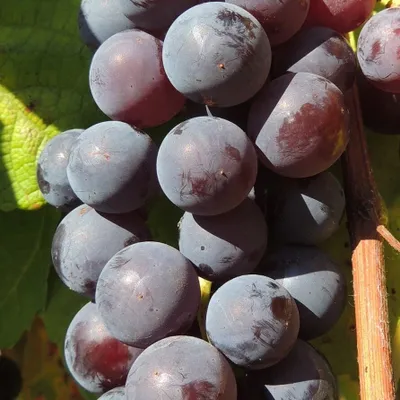 Produktbild von Weinrebe Buffalo 2L