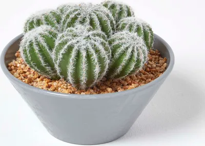 Obrázek produktu pro HOMESCAPES Umělé kaktusy v šedém melaminovém květináči, výška 17 cm