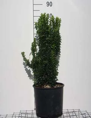 Zdjęcie produktu dla Euonymus jap. 'Benkomasaki' ( erecta) - Krzew korkowoskrzydły 60-80 cm pojemnik