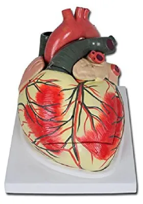 Anatomisches Herzmodell 3-fach vergrößert mit Herzklappen