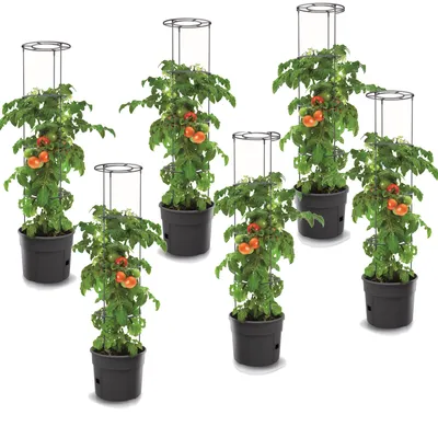 Produktbild von 6x Tomatenpflanze aus Kunststoff Set 6 Stk Pflanzkübel 28 L, Tomatenzüchter, Tomatentopf, Übertopf, Gemüsen, Tomaten Waschen