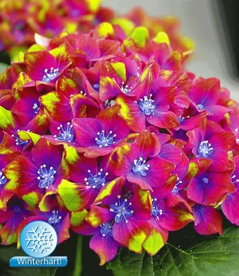 Produktbild von BALDUR Garten Freiland-Hortensien 'SAXON® Schloss Wackerbarth', 1 Pflanze, Hydrangea macrophylla Garrtenhortensie winterhart, pflegeleicht, für Standort im Schatten geeignet, blühend