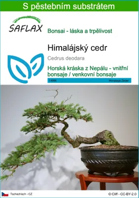 Obrázek produktu pro SAFLAX - Himalájský cedr - Cedrus deodara - 35 Semena - S pěstebním substrátem bez klíčků