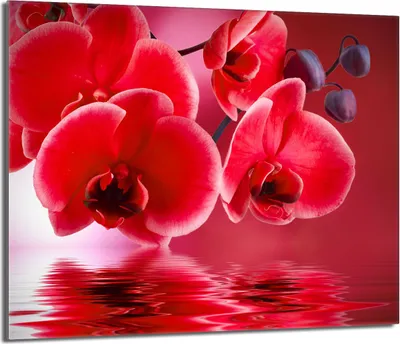Obrázek produktu pro Kryt varné desky 60x52 keramický kryt varné desky splashback skleněná deska deco prkénko na krájení, orchidejově červená