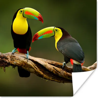 Produktbild von MuchoWow® Poster Vögel - Tukan - Zweig - Tiere - Regenbogen 50x50 cm - Wohnzimmerdekoration