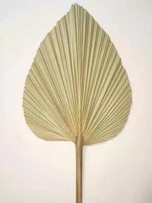 Productafbeelding van Solidchoice - Gedroogde Palmbladeren voor Wanddecoratie