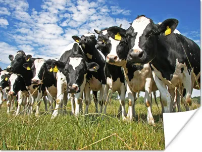 Produktbild von MuchoWow® Poster Kühe - Gras - Wiese - Tiere 120x90 cm - Wandbild