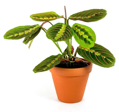 Obrázek produktu pro Gardners Marantha leuconeura Fascinator, průměr 12 cm